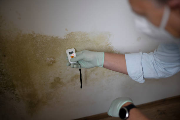 Best DIY Mold Remediation Support Services in Sebring, OH