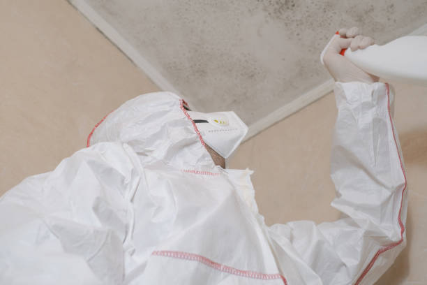 Best Commercial Mold Remediation in Sebring, OH